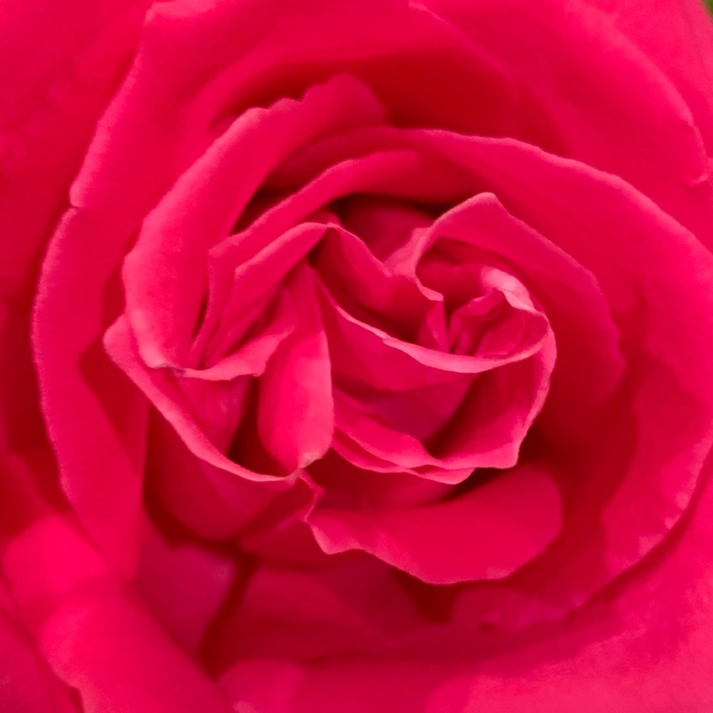 Meet your Posher, Alissa